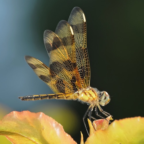 Male, immature
2009_07_31_Floyd